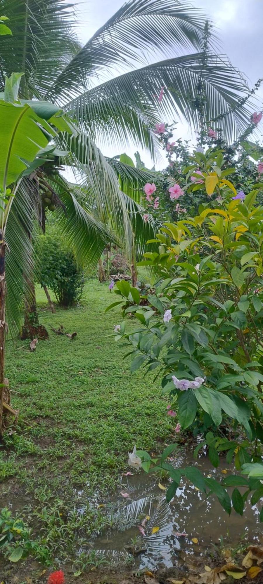 Cabinas Los Tucanes Cahuita Eksteriør billede