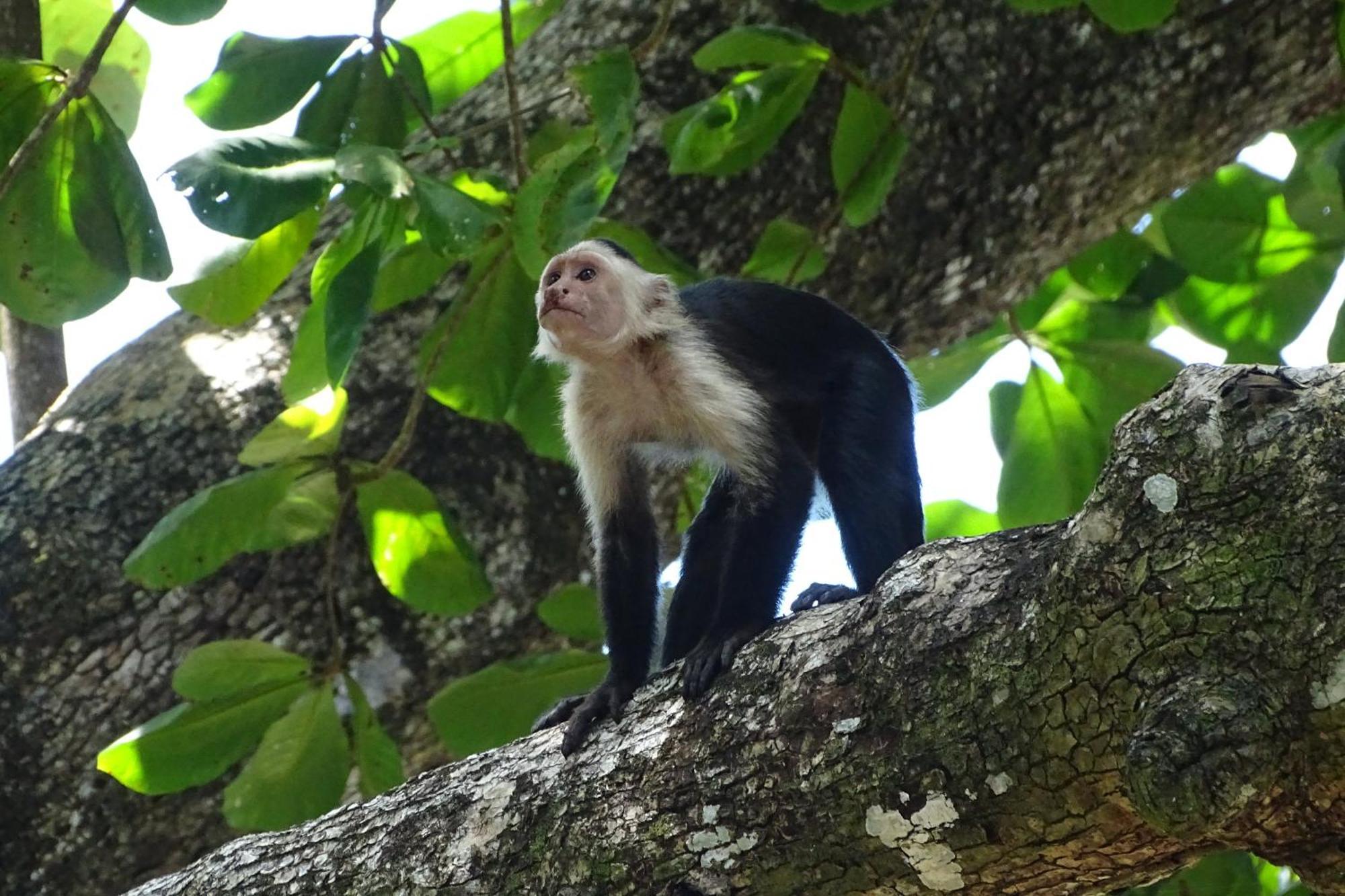 Cabinas Los Tucanes Cahuita Eksteriør billede