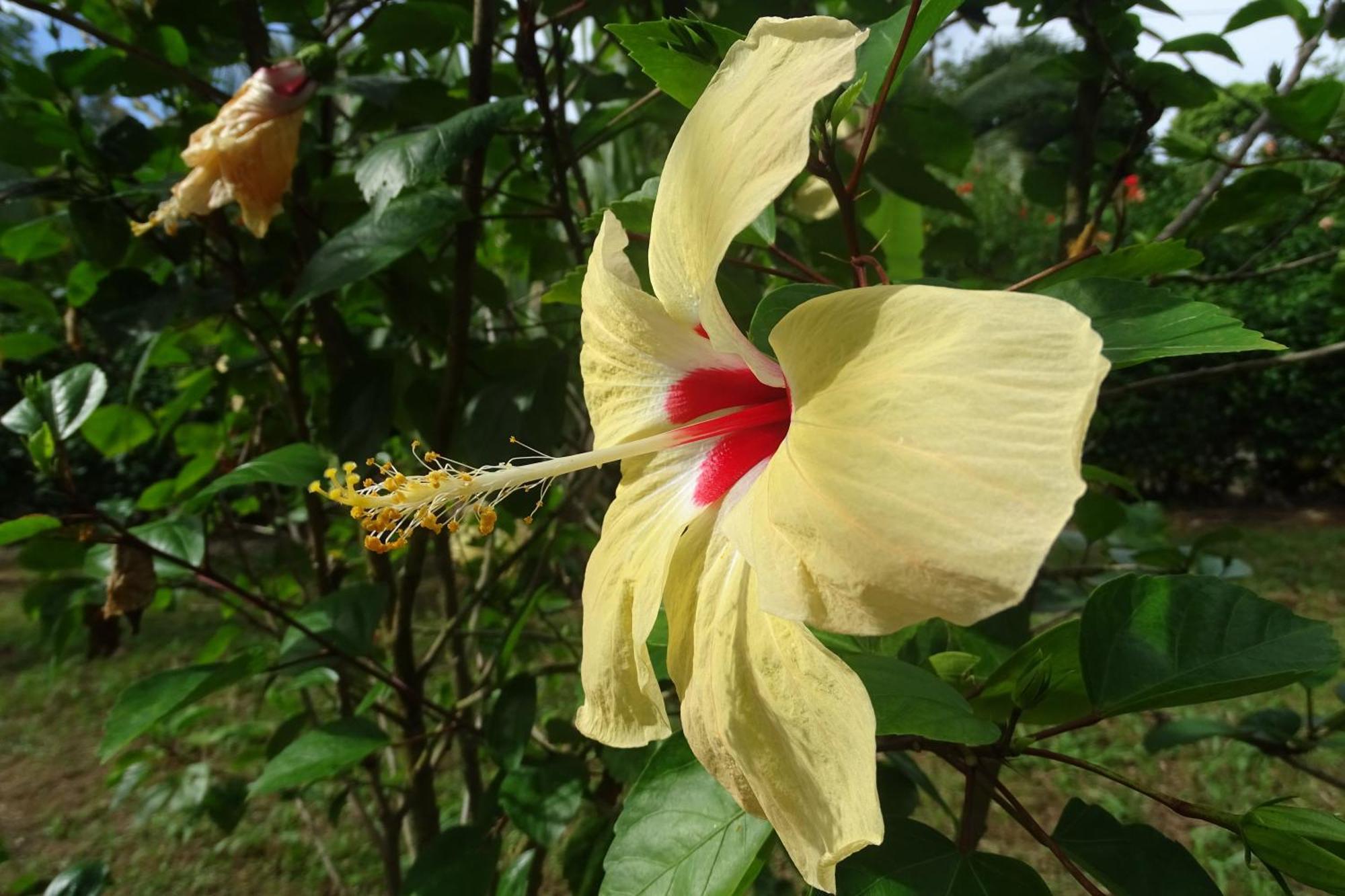 Cabinas Los Tucanes Cahuita Eksteriør billede