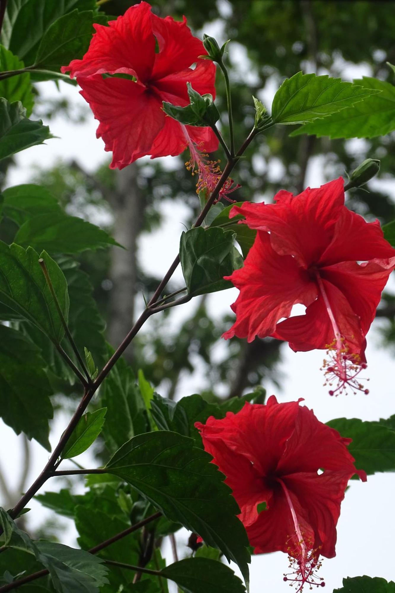 Cabinas Los Tucanes Cahuita Eksteriør billede